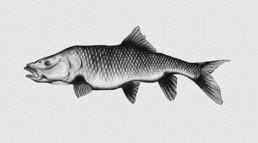 b2ap3_large_Largie-small Uploaded via Fishbook
