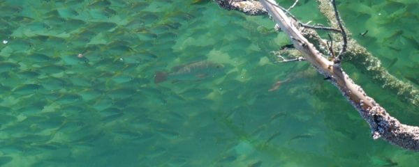 Estuaries, Reading water and finding fish