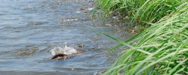 Okavango Catfish Run