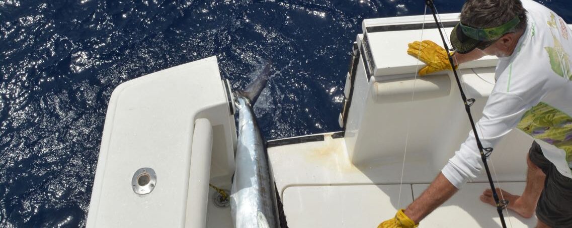 White Marlin Fiesta