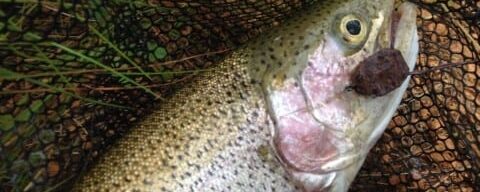 Midlands Trout Season