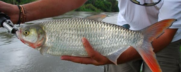 Alestes stuhlmanii, an unusual catch in the Ruaha River, Tanzania