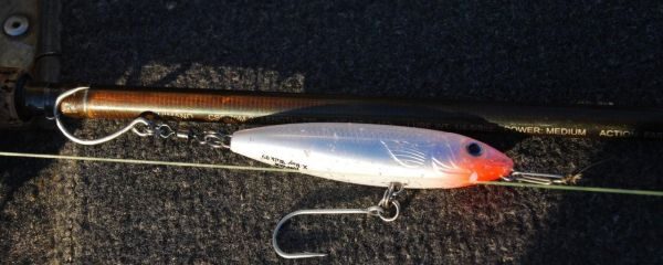 Tigerfish on Surface Lures