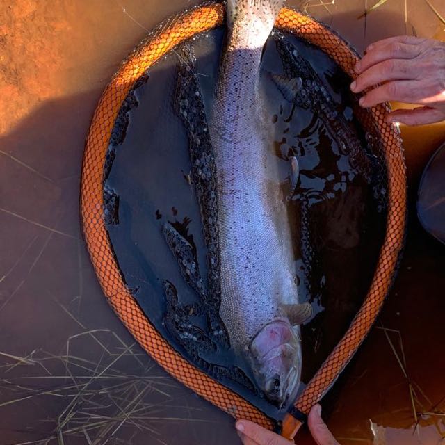 1564400788790.5112 Uploaded via Fishbook