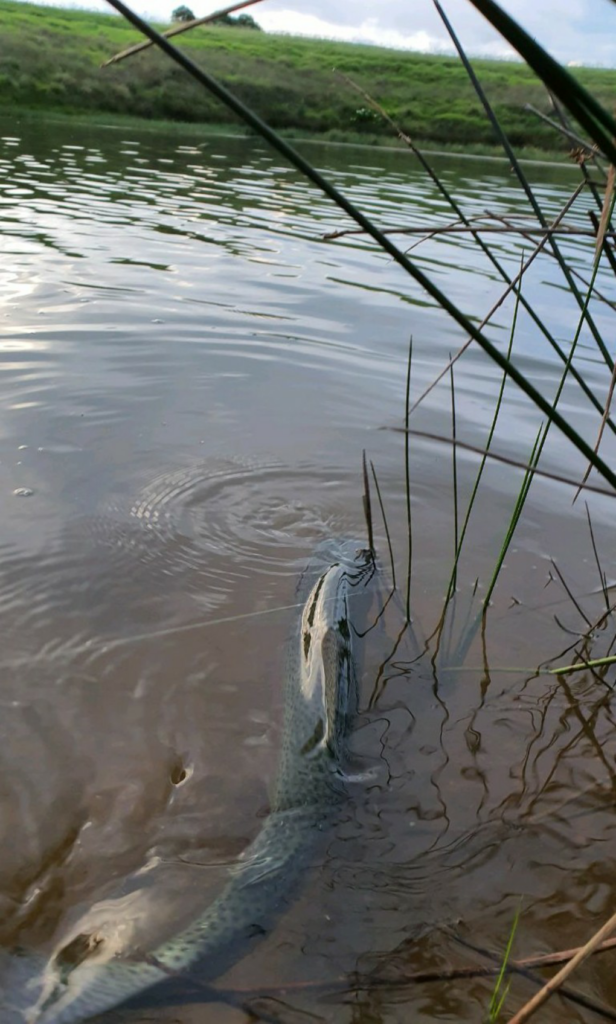 Uploaded via Fishbook