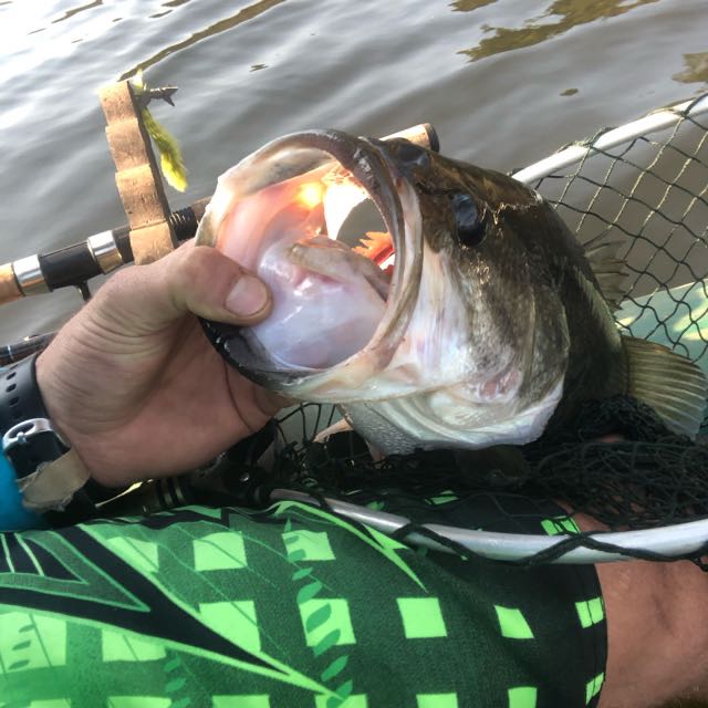 1590913610216.395 Nice LMB during lockdown, farm dam. Shongweni KZN