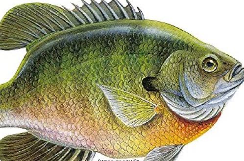 1597058359905.518 Bluegill