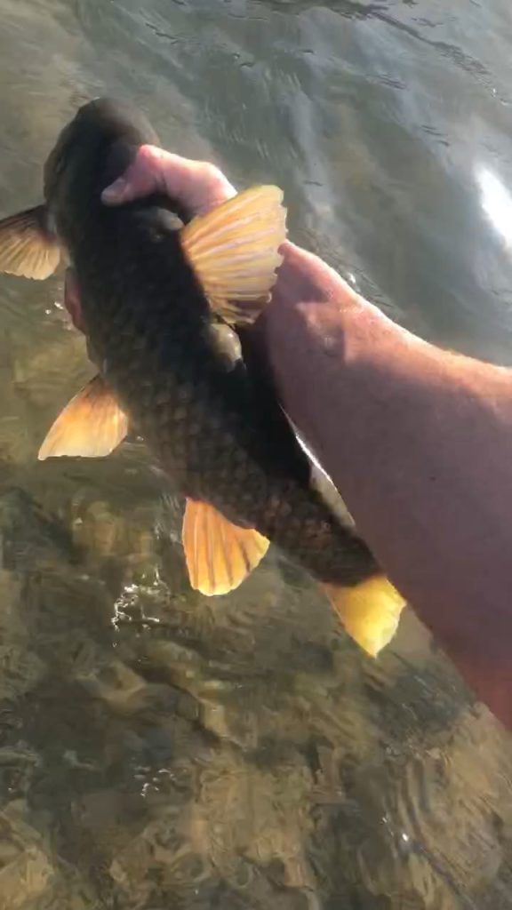 1598899259340.538 The start of the Umko season for Natal Scaly🎣