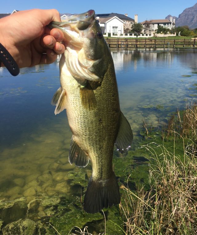 1602506025756.908 Estate dam fun