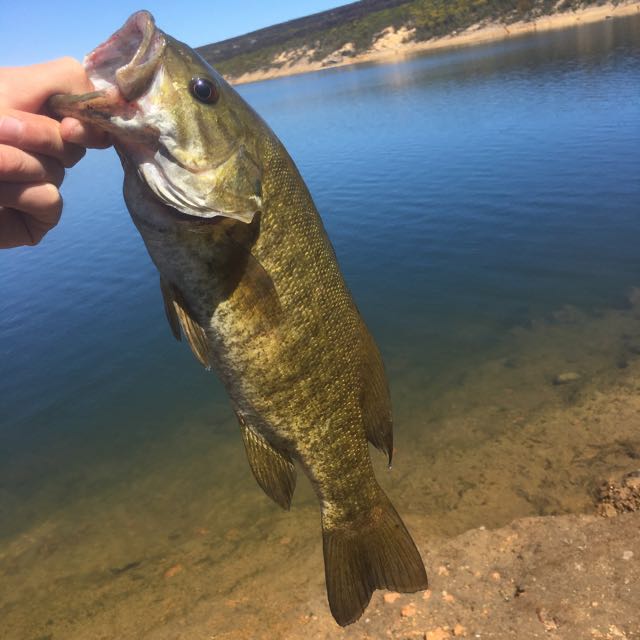 1603964623637.449 PB Smallie. Cape Town