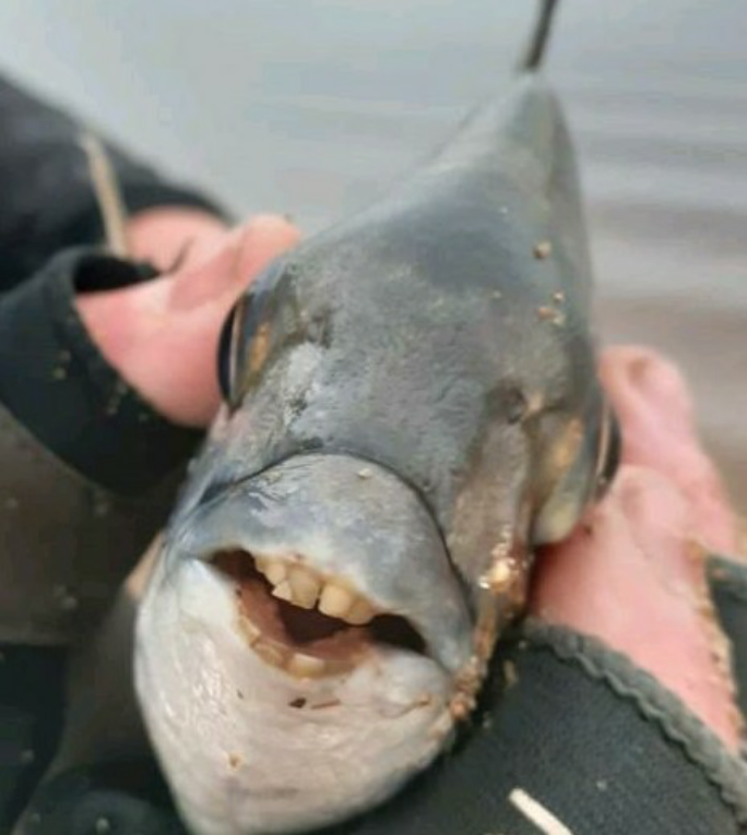 1604080745634 Blacktails teeth are crazy!