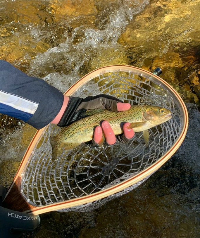 1607879983189 Beautiful 31cm rainbow on the cape streams. When in doubt strip a woolly bugger