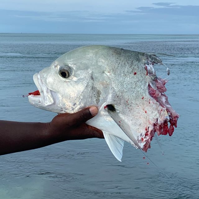 1615861230303.374 Epic action when a 3m shark breaches with your hard earned catch