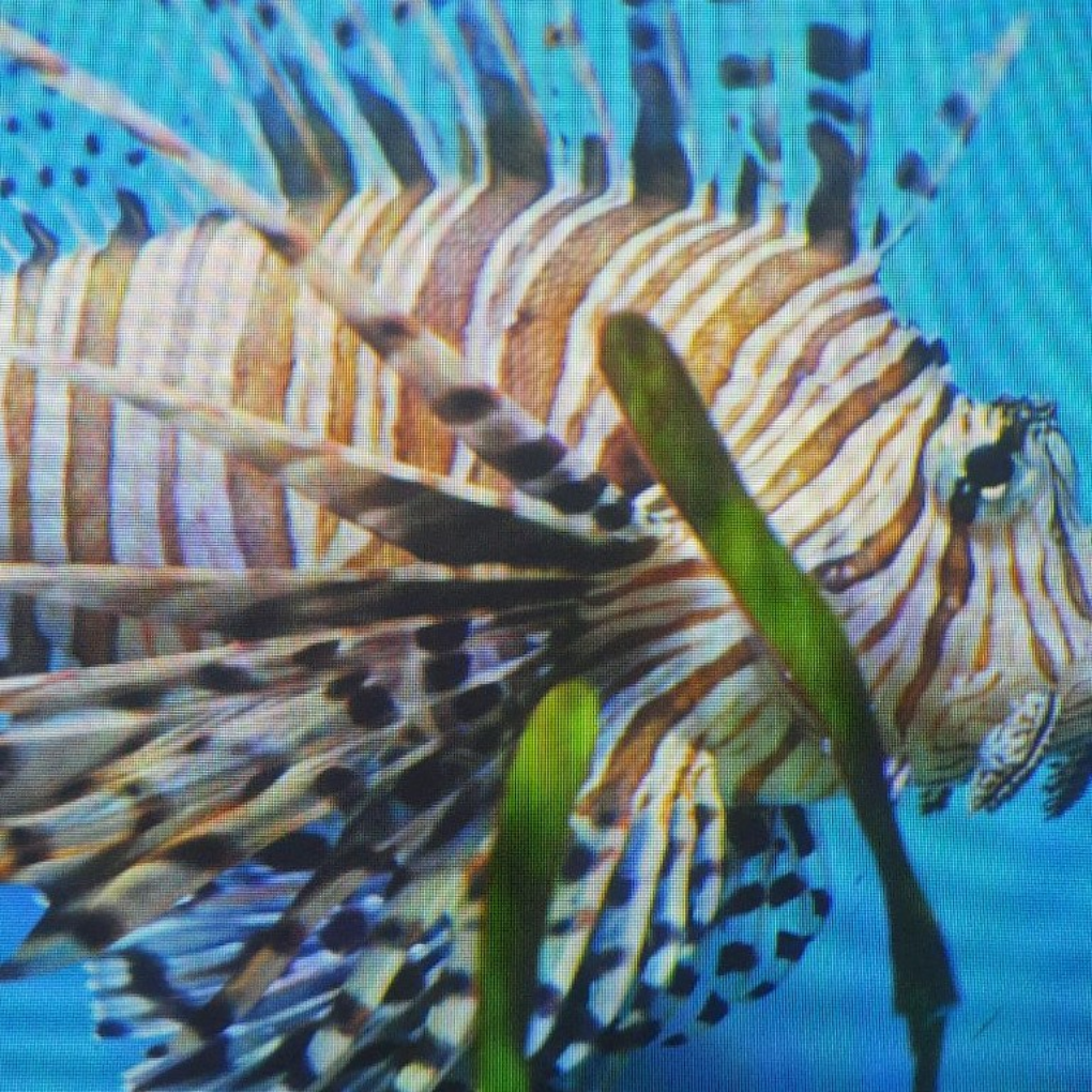 1616676030279 Uploaded via Fishbook