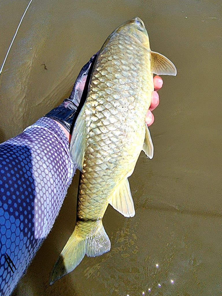 20210319_105436 Small Mouth Yellowfish release. Fly 20210319_105436