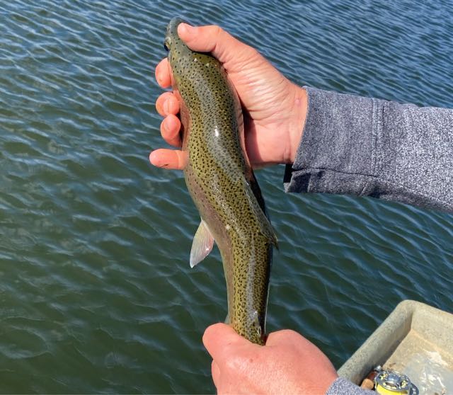 1622884672113.769 Anyone know what’s happened to this fish?