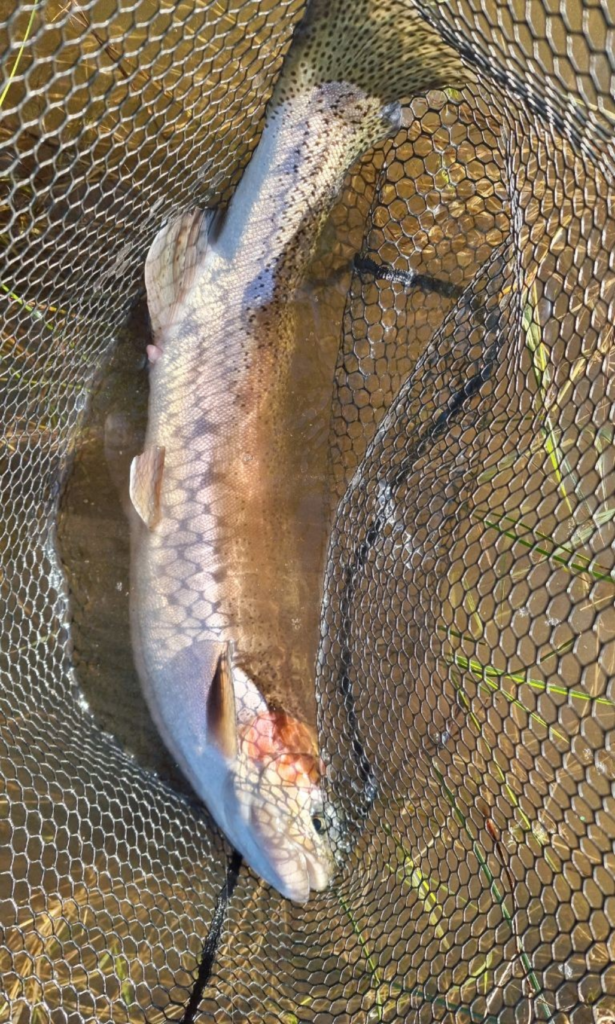 Uploaded via Fishbook