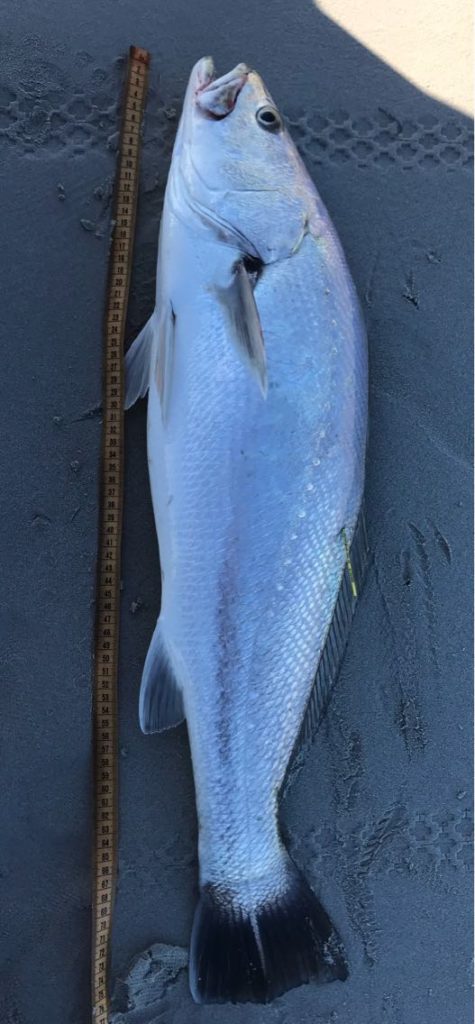 75cm kob caught on a live mullet. Tagged and released after the photo
