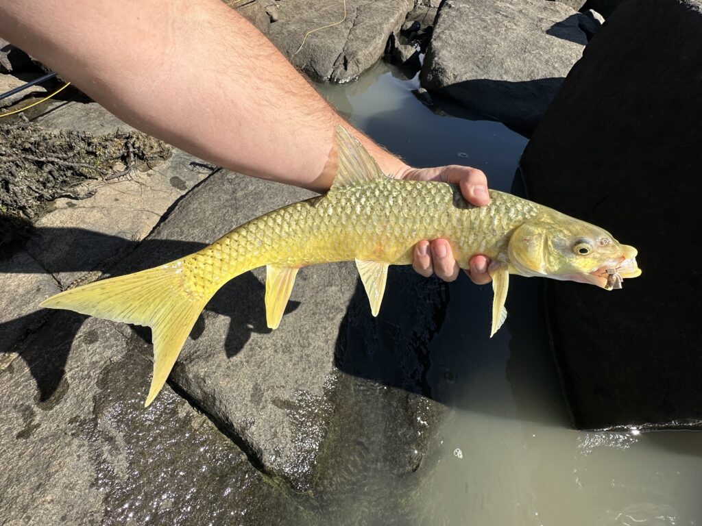 image_picker_5DE3CE10-3B15-4098-B639-5440BFDD54E1-20687-000012D087467512 Smallmouth Yellowfish