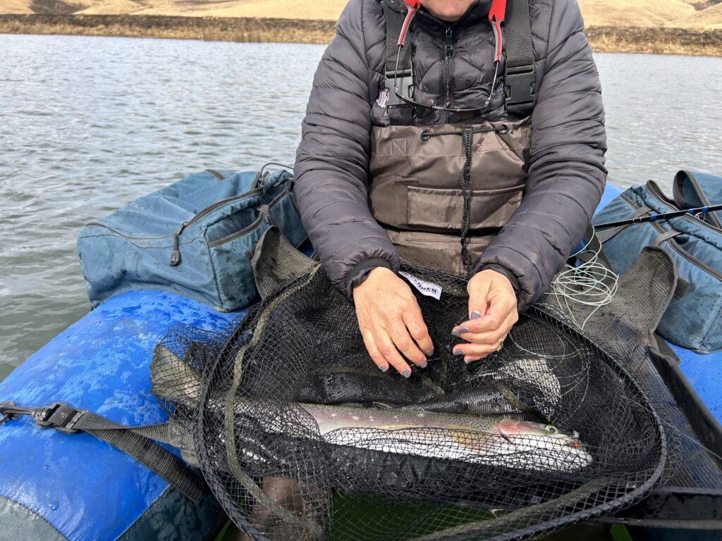 image_picker_CF1A606E-4EFE-4B12-9CFB-EB7EC3D95647-71759-00001FEB6E873E2B Rainbow trout